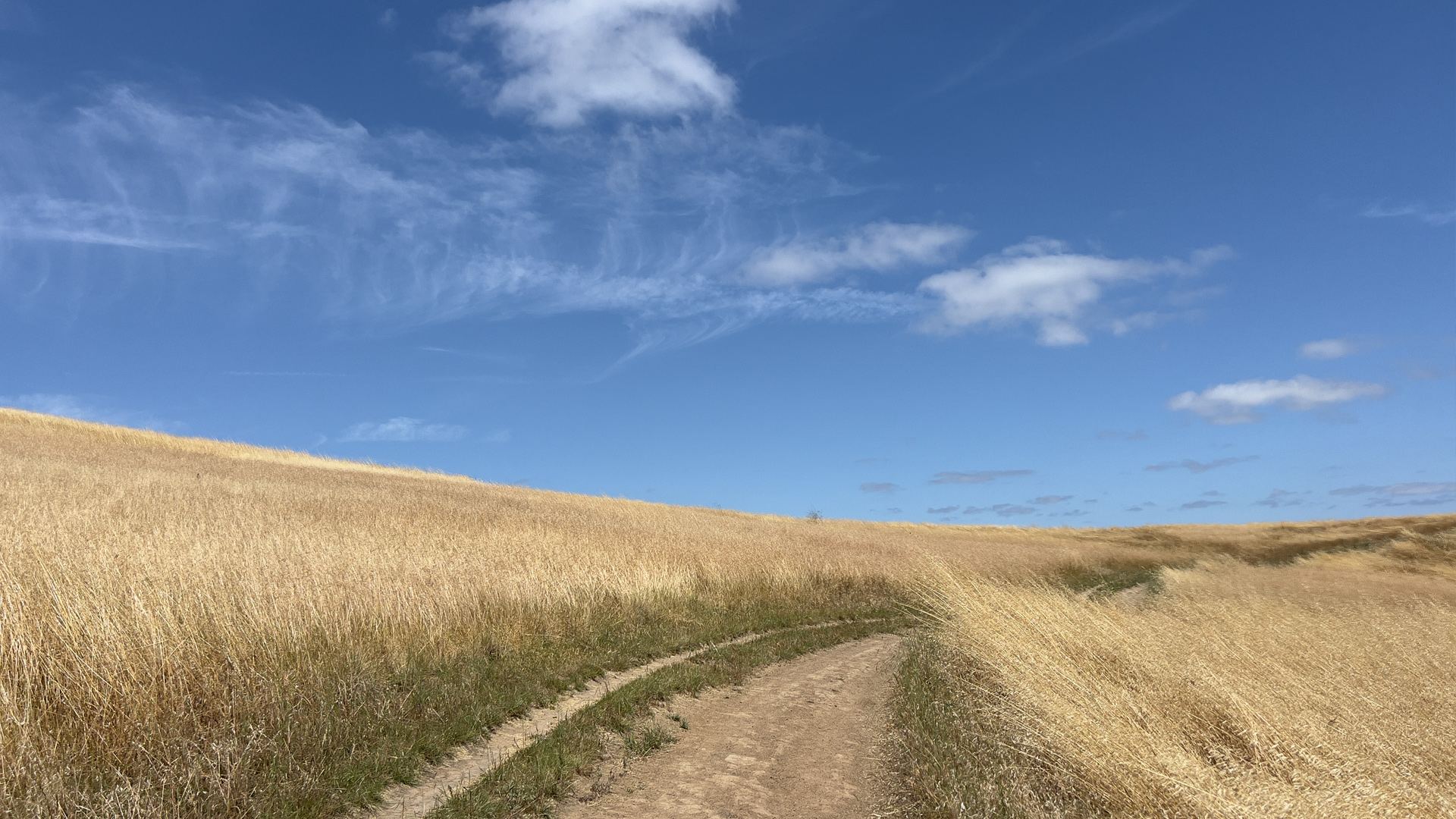 Golden summer grass along a hillside trail near San Luis Obispo